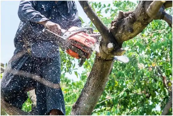 tree services Pinopolis